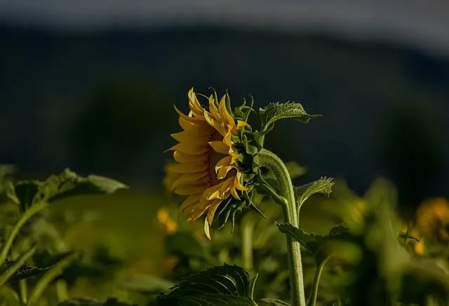 5 Idee Fai da Te per Rinnovare il Tuo Giardino