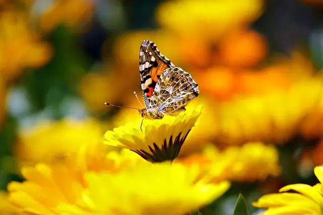 5 Idee Fai da Te per Decorare il Giardino con Stile