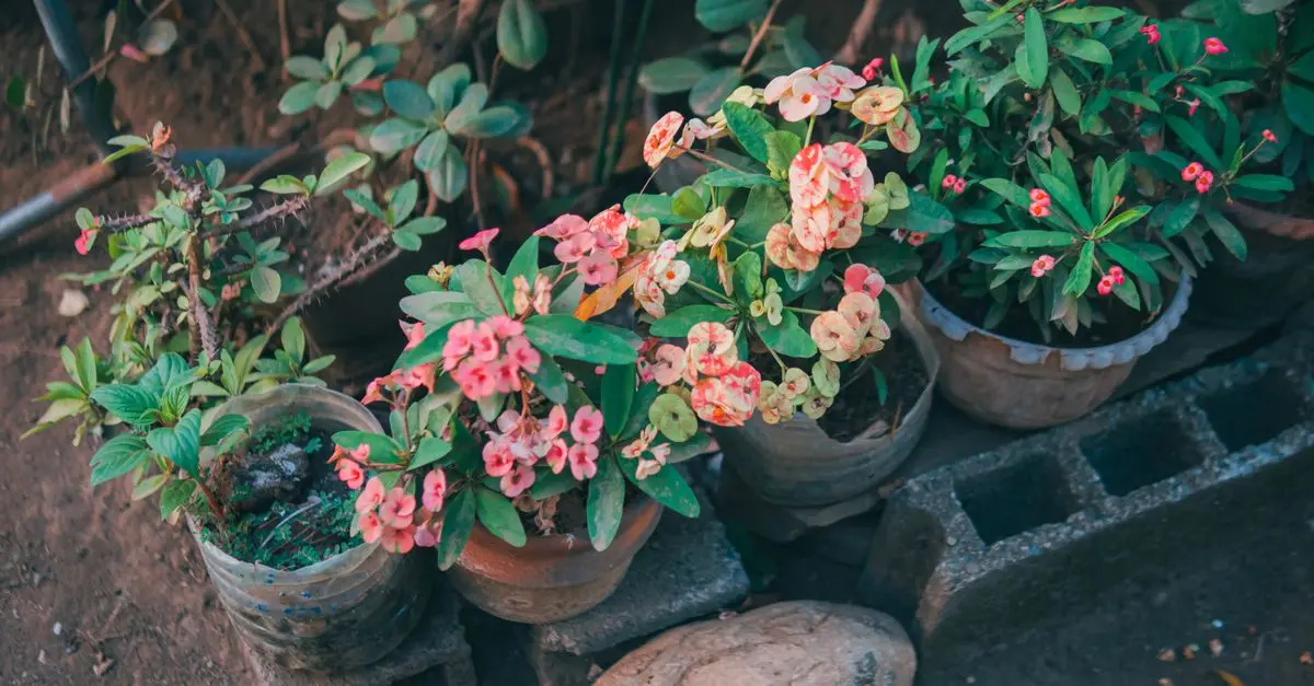 Come Realizzare Decorazioni Fai da Te per il Giardino