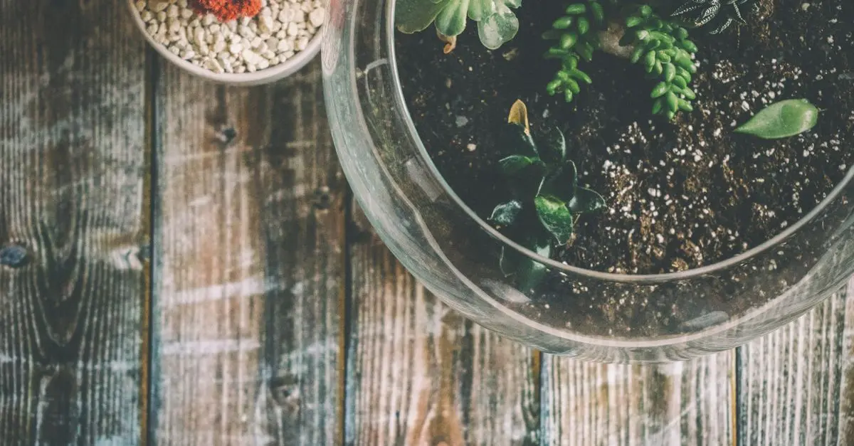 Come Creare un Terrario Fai da Te: Guida Passo Passo