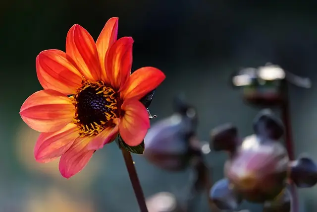 Come Creare Decorazioni Fai da Te per il Giardino
