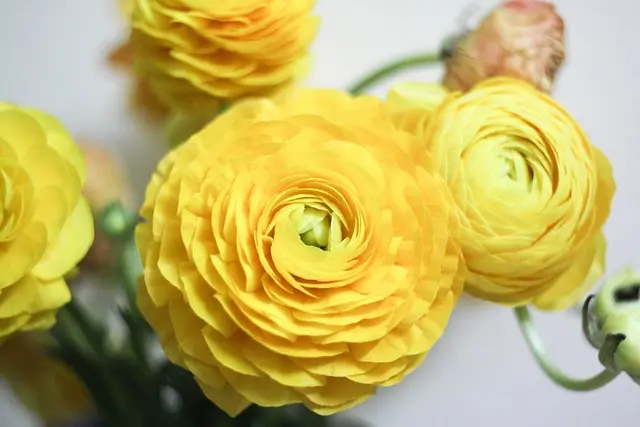 Come Creare Decorazioni Fai da Te per il Giardino: Guida Pratica