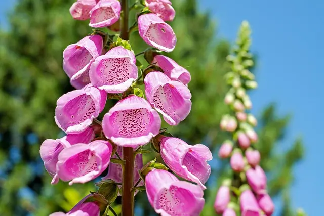 Come Creare un Giardinaggio Verticale Fai da Te