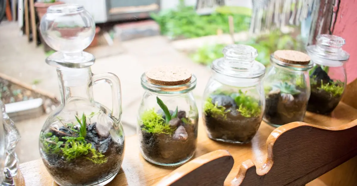 Come Creare Un Terrario Fai da Te: Guida Pratica