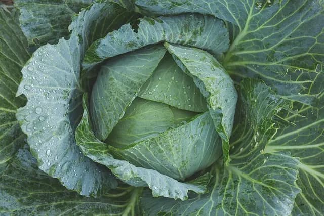 Come Realizzare Un Giardino Verticale Fai Da Te per Spazi Ridotti