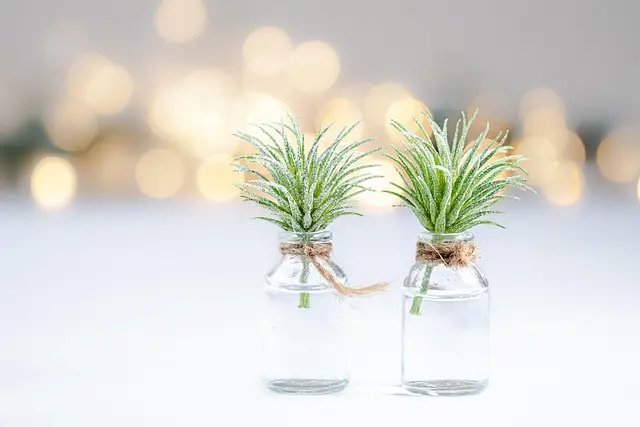 Come Creare un Terrario Fai da Te: Guida Passo Passo