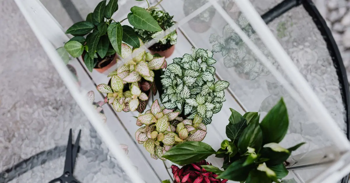 Come Creare un Terrario Fai da Te: Guida Passo Passo
