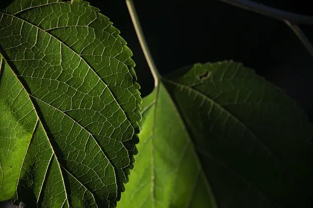 Come Creare Decorazioni Fai da Te per il Giardino: Guida Pratica