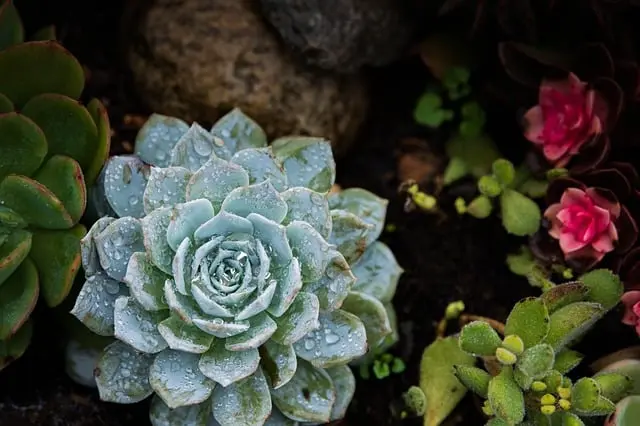 Come Creare un Giardino Verticale Fai da Te: Guida Passo Passo