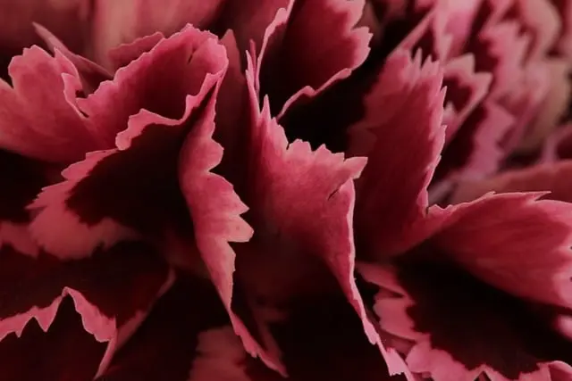 Come Costruire Decorazioni Fai da Te per il Giardino