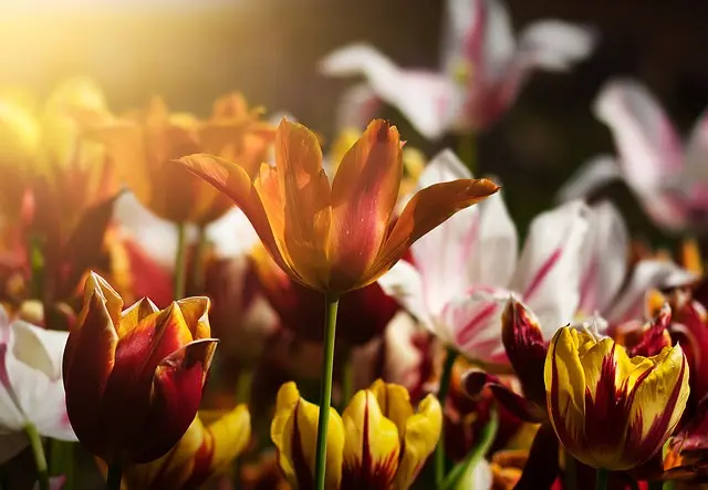 10 Idee Fai da Te per Trasformare il Tuo Giardino