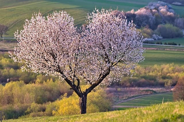 Come Creare Decorazioni Fai da Te per il Giardino: Guida Pratica